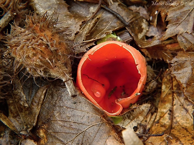 ohnivec Sarcoscypha sp.