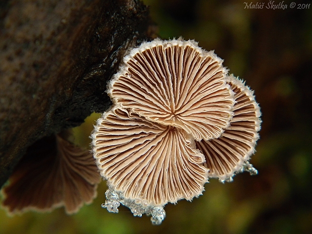 klanolupeňovka obyčajná Schizophyllum commune Fr.