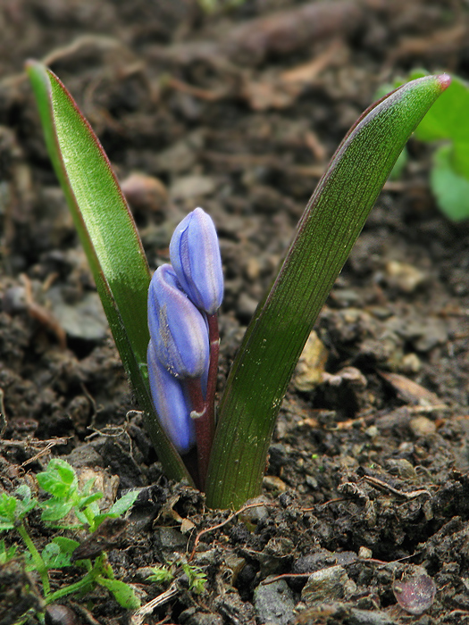 scila severná Scilla drunensis (Speta) Speta