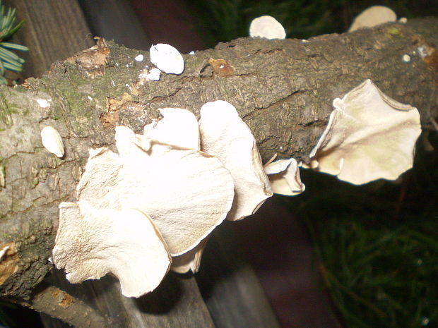 trúdnikovec pestrý - spodná strana Trametes versicolor (L.) Lloyd