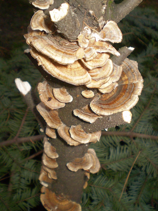 trúdnikovec pestrý Trametes versicolor (L.) Lloyd