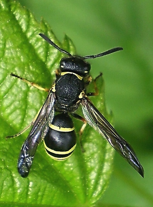 hrnčířka Ancistrocerus antilope