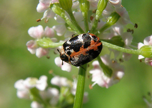 rušivec krtičníkový / rušník krtičníkový Anthrenus scrophulariae Linnaeus, 1758