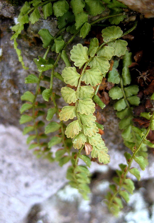 slezinník zelený Asplenium viride Huds.