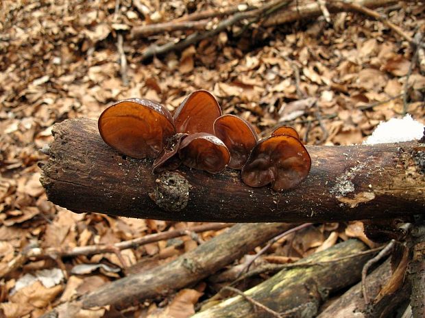 uchovec bazový Auricularia auricula-judae (Bull.) Quél.