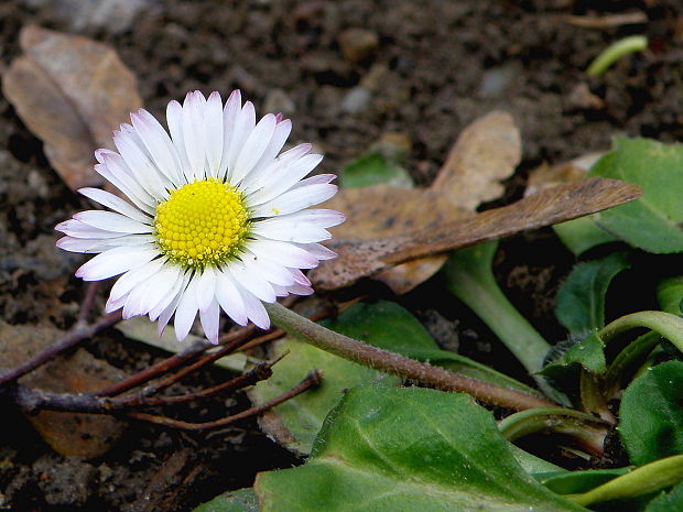 sedmokráska obyčajná Bellis perennis L.