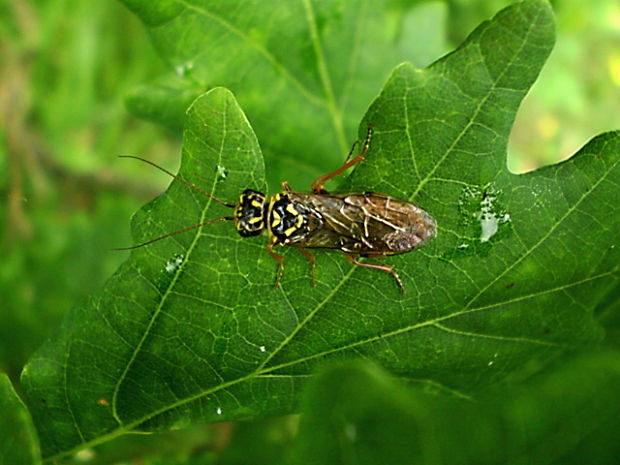 ploskohřbetka severská  Cephalcia arvensis