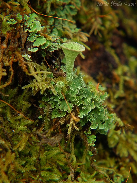 dutohlávka riasnatá Cladonia fimbriata (L.) Fr.