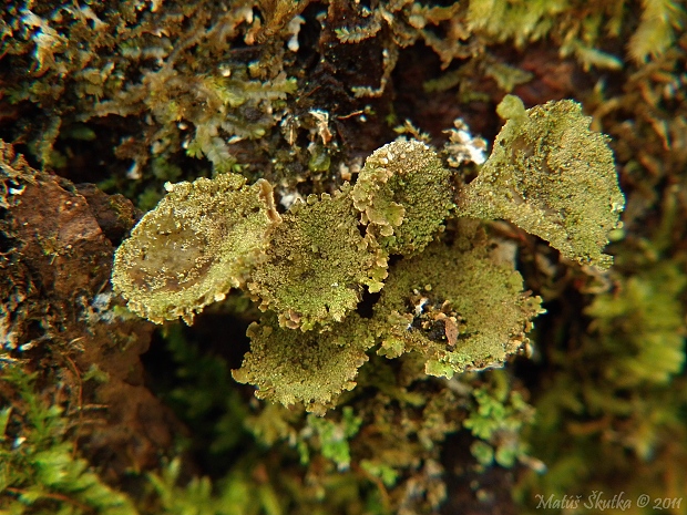 dutohlávka pohárikovitá Cladonia pyxidata (L.) Hoffm.