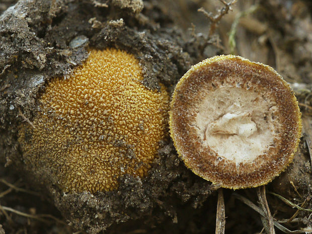 srnka ježatá Elaphomyces muricatus Fr.