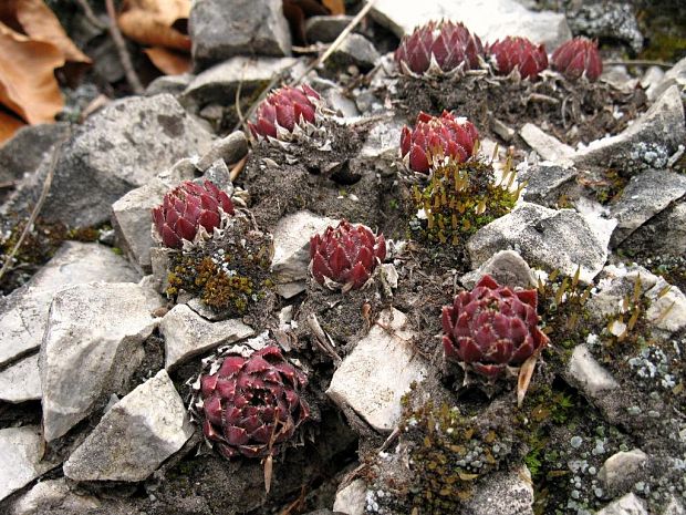 skalničník guľkovitý  Jovibarba globifera (L.) J. Parn.