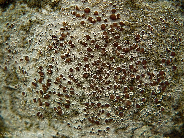 lekanora  Lecanora cf.chlarotera Nyl.