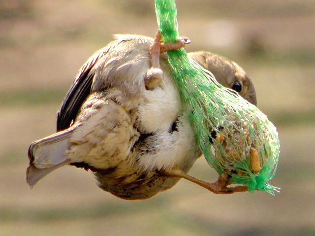 vrabec domový  Passer domesticus