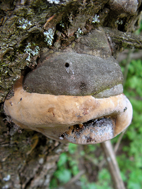 ohňovec obyčajný Phellinus igniarius (L.) Quél.