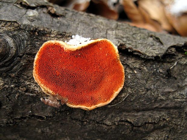 červenica rumelková Pycnoporus cinnabarinus (Jacq.) P. Karst.