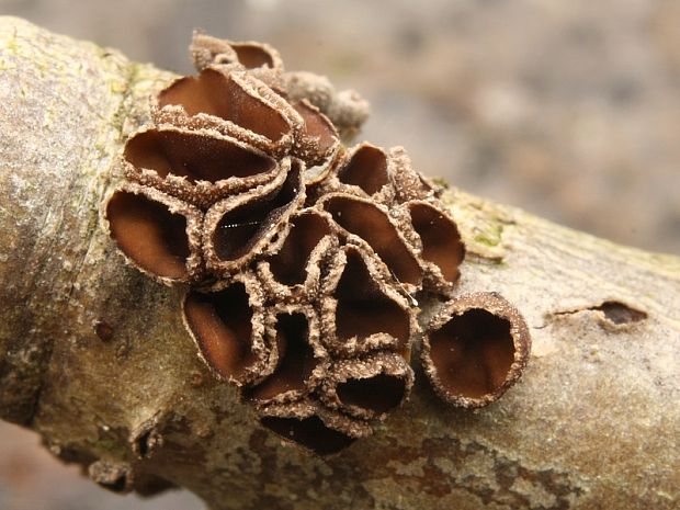 dutinovka lužná Sclerencoelia fascicularis (Alb. & Schwein.) P. Karst.