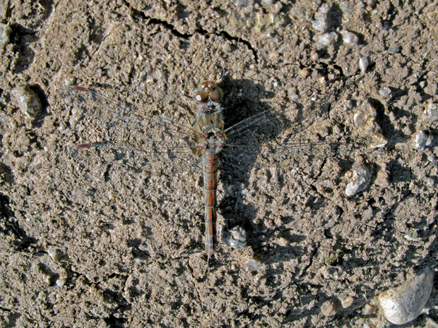 vážka pestrá Sympetrum striolatum