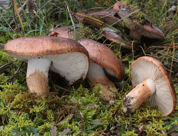 čírovka prstencová Tricholoma batschii Gulden