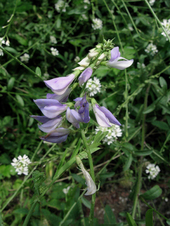 vikev vičencovitá  Vicia onobrychioides