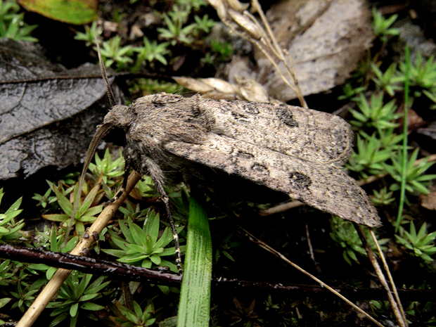 siatica oziminová Agrotis segetum