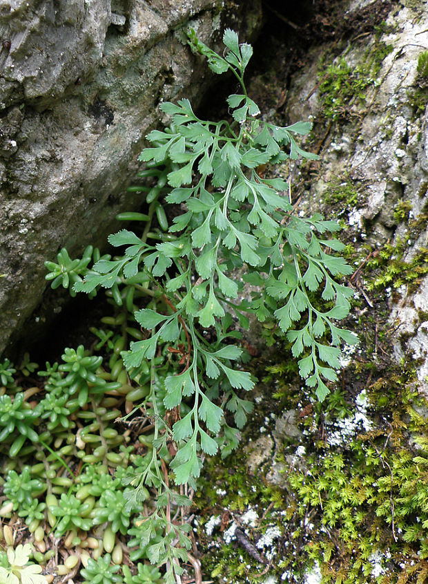 slezinník rutovitý Asplenium ruta-muraria L.