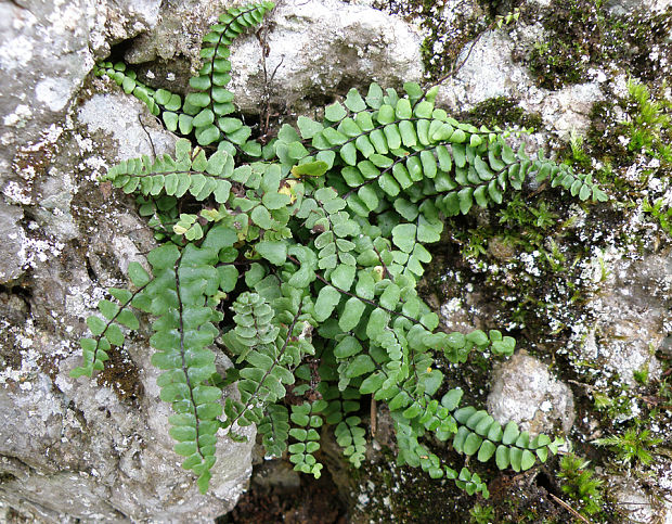 slezinník červený Asplenium trichomanes L. emend. Huds.