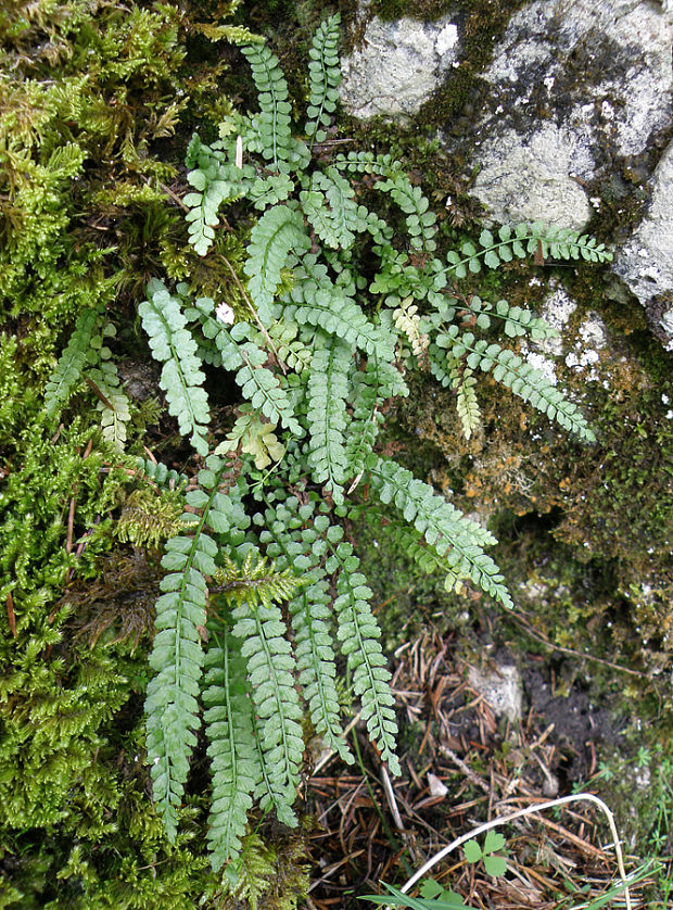 slezinník zelený Asplenium viride Huds.