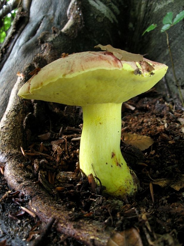 hríb kráľovský Butyriboletus regius (Krombh.) D. Arora & J.L. Frank