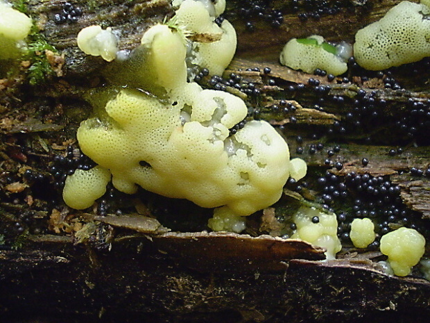 rohačka kríčkovitá v. pórovitá Ceratiomyxa fruticulosa var. porioides