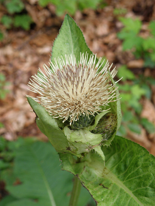 pichliač zelinový Cirsium oleraceum (L.) Scop.