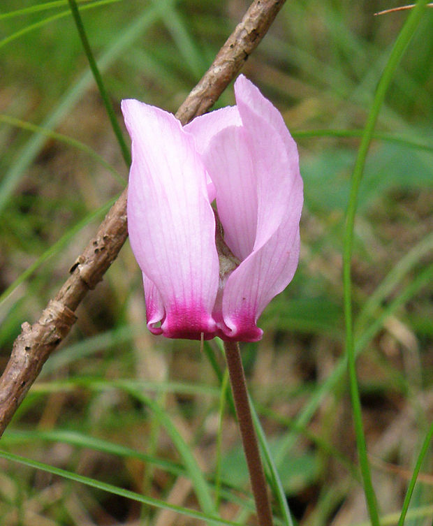 cyklámen fatranský Cyclamen fatrense Halda et Soják