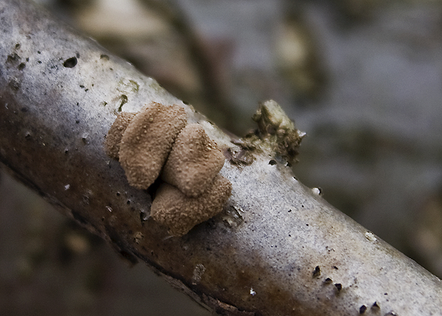 dutinovka otrubnatá Encoelia furfuracea (Roth) P. Karst.