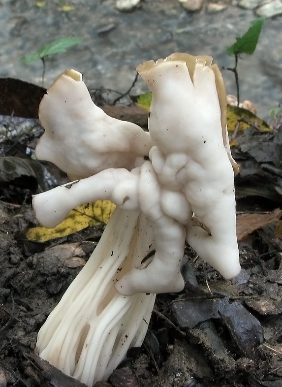 chriapač kučeravý Helvella crispa (Scop.) Fr.