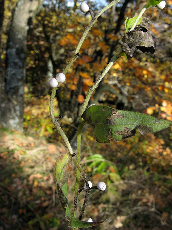 kamienka modropurpurová Lithospermum purpurocaeruleum L.