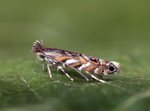 ploskáčik agátový Phyllonorycter robiniella Clemens, 1859