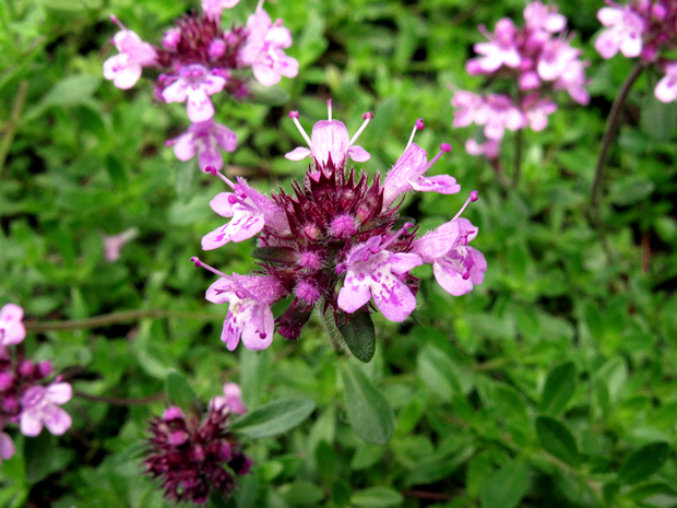 dúška Thymus vandasii