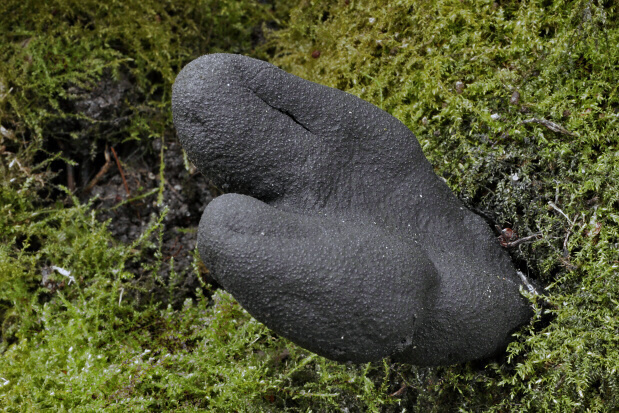 drevnatec Xylaria sp.