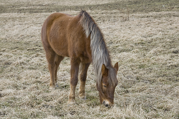 koník