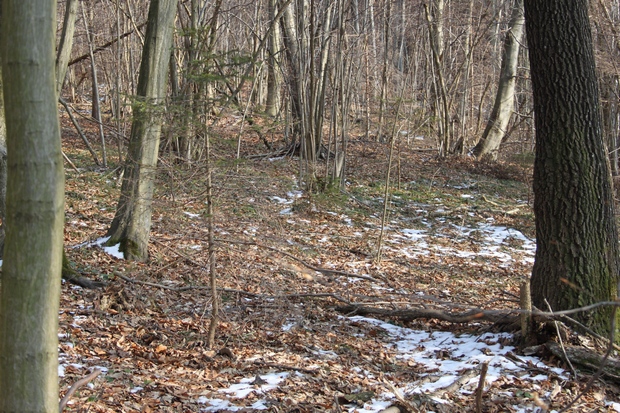 biotop urničky kraterovitej