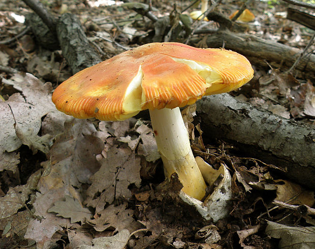 muchotrávka cisárska Amanita caesarea (Scop.) Pers.