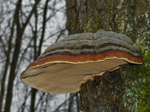 práchnovček pásikavý Fomitopsis pinicola (Sw.) P. Karst.