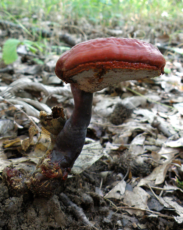 lesklokôrovka obyčajná Ganoderma lucidum (Curtis) P. Karst.