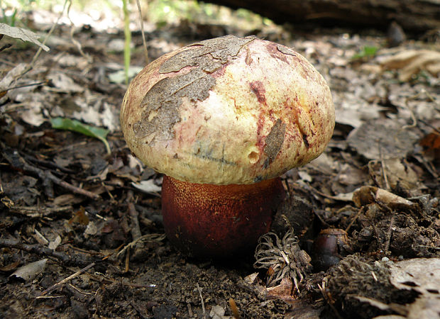 hríb purpurový Rubroboletus rhodoxanthus Kuan Zhao &amp; Zhu L. Yang