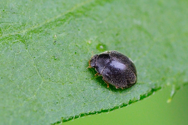 huniačik Scymnus  rubromaculatus