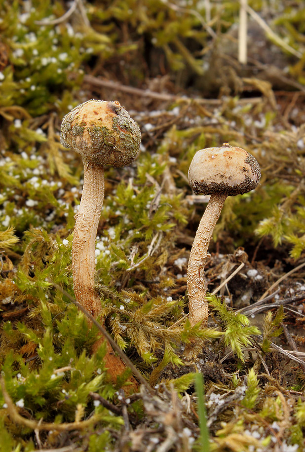 stopkovec zimný Tulostoma brumale Pers.