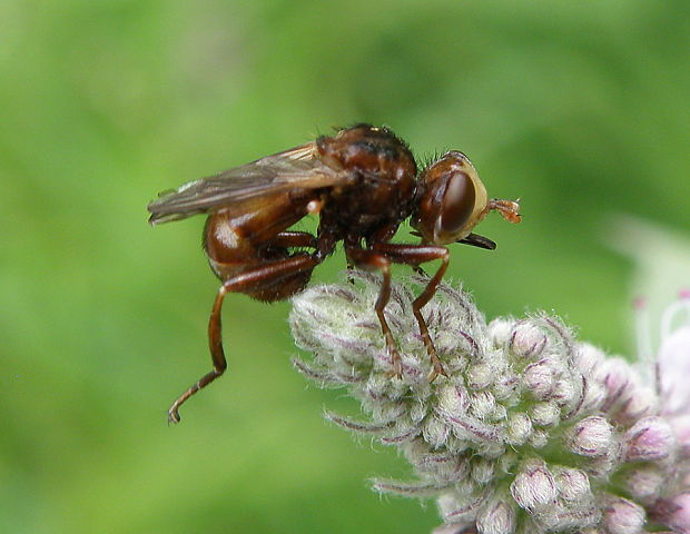 okanka červenohnedá / očnatka červenohnědá Sicus ferrugineus Linnaeus 1761