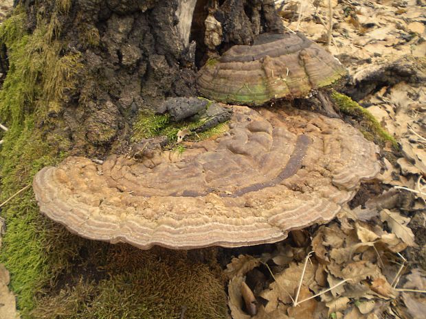 lesklokôrovka plochá Ganoderma applanatum (Pers.) Pat.