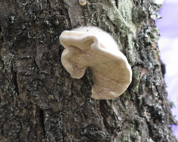 trúdnikovec chlpatý Trametes hirsuta (Wulfen) Lloyd