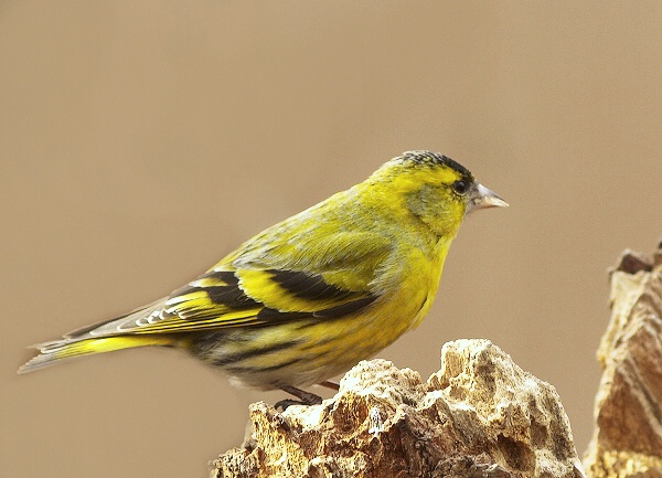 stehlík čížavý Carduelis spinus