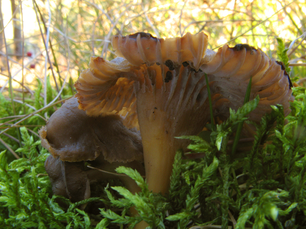 kuriatko lievikovité Craterellus tubaeformis (Fr.) Quél.